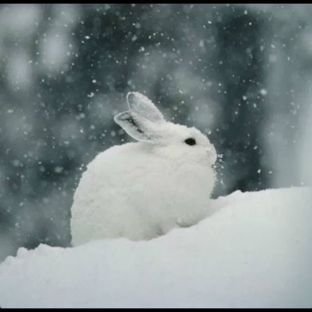 Meet your Posher, Patty